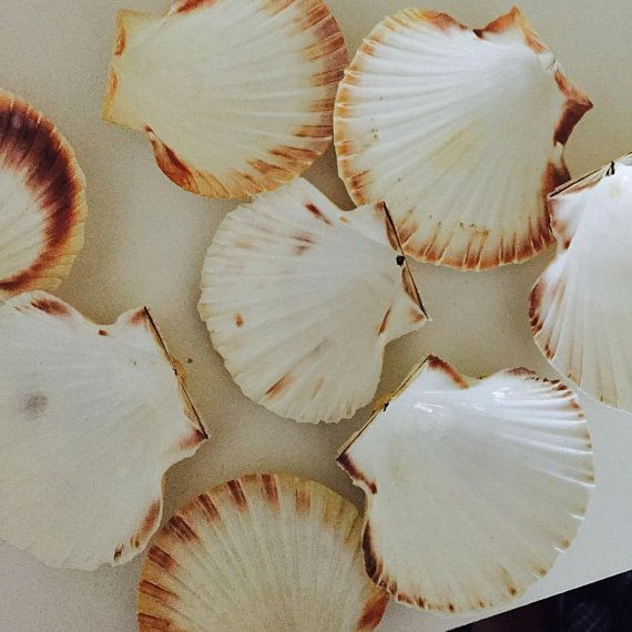 Diverse natural Raw material seashell/ Scallop Shell // best choice for decoration // ( Neal +84 876 398 017)