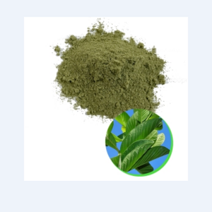 NATURAL GUAVA LEAF POWDER FROM VIETNAM/MS.LAURA +84 896611913