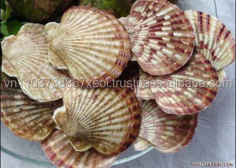 Sea shell decoration 2021/ Scallop shell/+84-845-639-639 (Whatsapp)