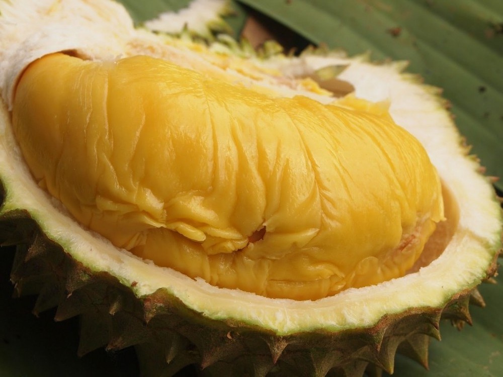 Fast delivery 100% Organic Durian Meat From Vietnam Hot Selling High Quality For exporting