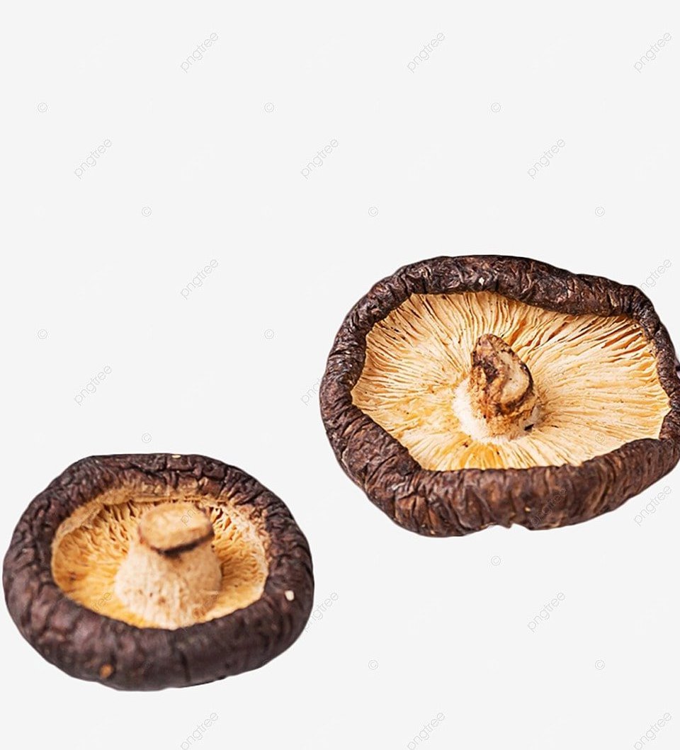 Wholesale Vietnamese Natural Shiitake Mushroom High Quality And Reasonable Price / Neal