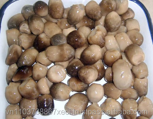 LOW PRICE DRUM STRAW MUSHROOM IN BRINE - Ms. Esther (WhatsApp: +84 963590549)