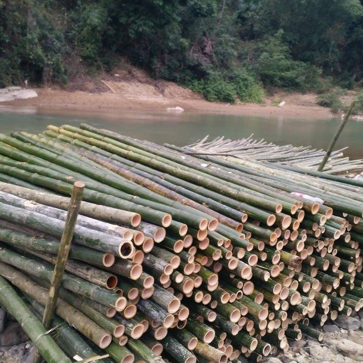 come from viet nam :bamboo poles_high quality / Whatsapp: +84 845 -639-639