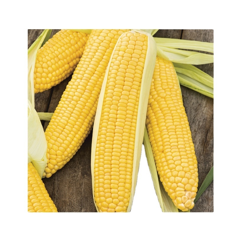 Top quality high protein sweet yellow corn for sale Holiday