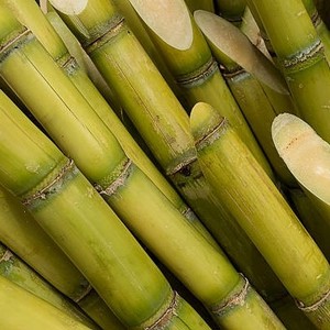 Vietnamese frozen sugar cane with competitive price