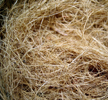 Viet Nam supply bulk coconut fiber cheap price for farm +84 707 750 653