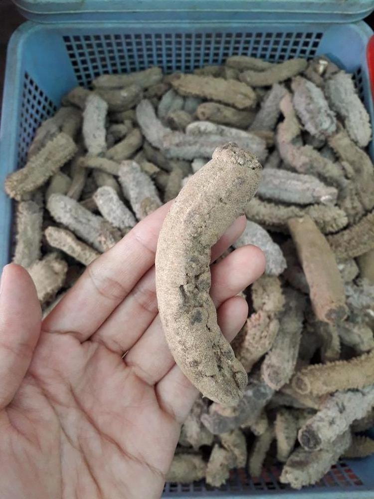 SUPPLY DRIED SEA CUCUMBER- HIGH QUALITY