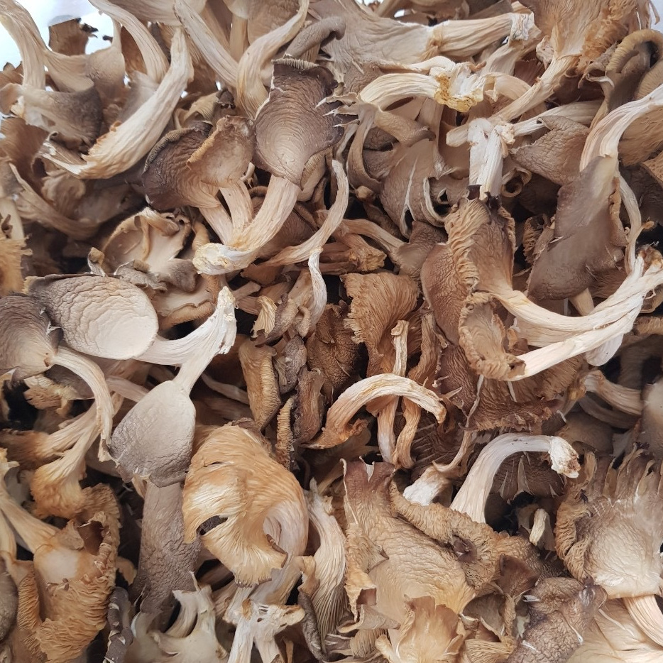 Dried Abalone Mushroom from Vietnam/ Vietnam Dried Oyster Mushroom / Ms.Christy +84 918509071