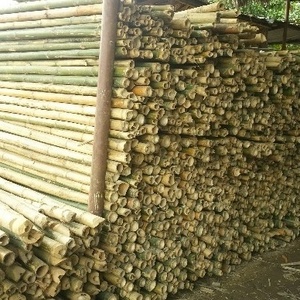 Best price 2021 bamboo poles from vietnam / Whatsapp: +84-845-639-639