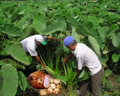 PURE NATURAL ORGANIC TARO POWDER FROM VIETNAM