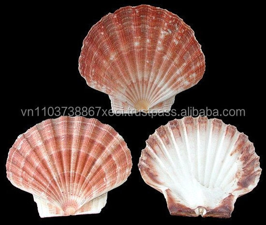 Sea shell decoration 2021/ Scallop shell/+84-845-639-639 (Whatsapp)