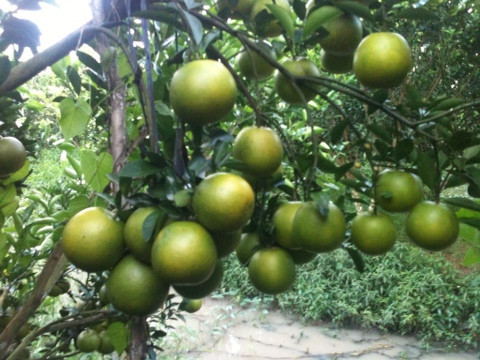 FRESH GREEN ORANGE FROM VIETNAM WITH BEST QUALITY || Ms. Esther (WhatsApp: +84 963590549)