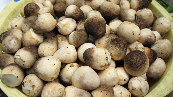 Best price canned mushroom for sales