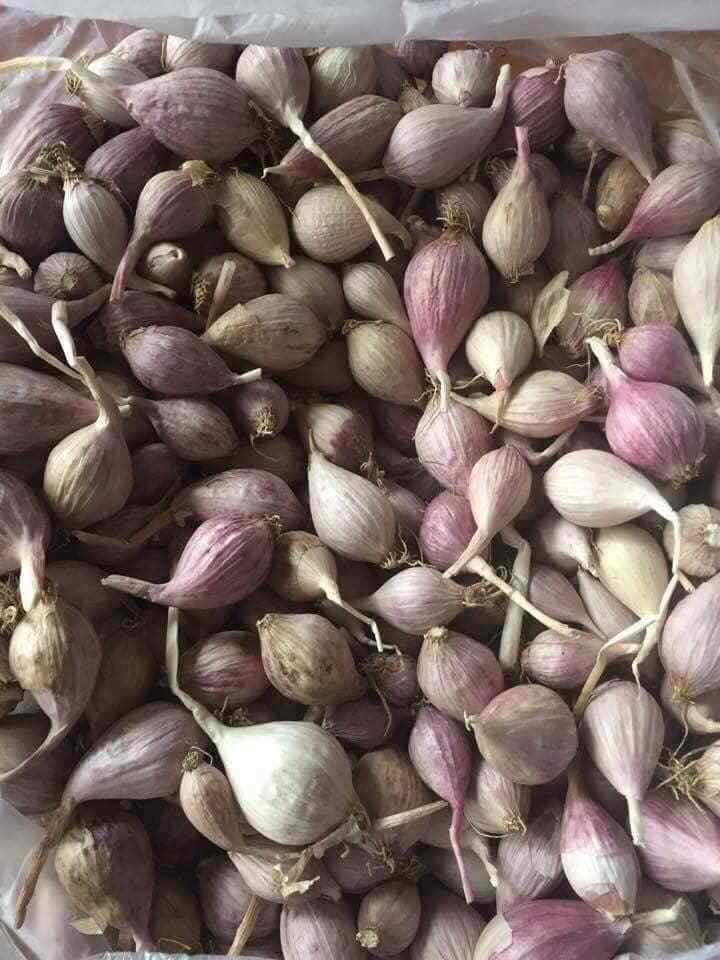 Vietnamese Fresh Solo Garlic HOT SALES