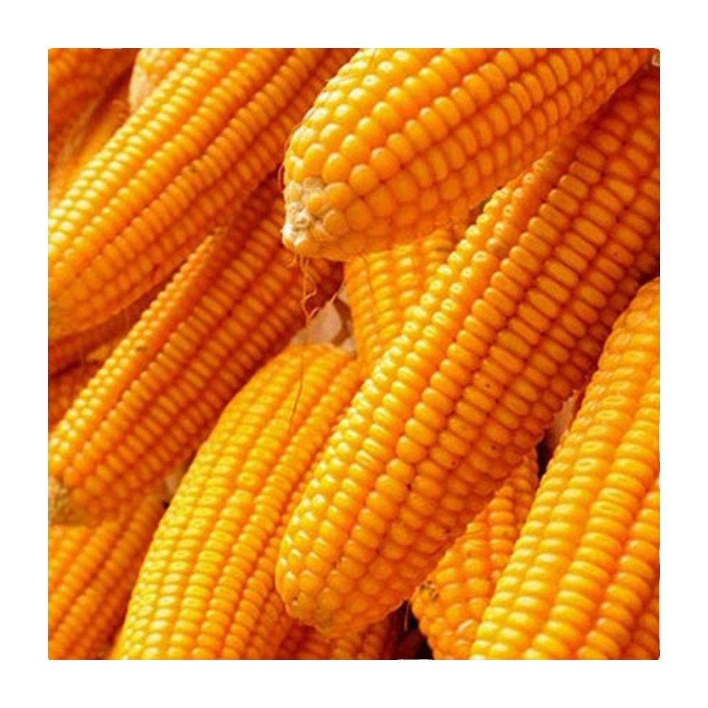 Top quality high protein sweet yellow corn for sale Holiday