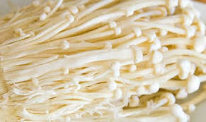 Hot Sale Mushroom Fresh Enoki From Vietnam/High Quality - Ms. Esther  (WhatsApp: +84 963590549)