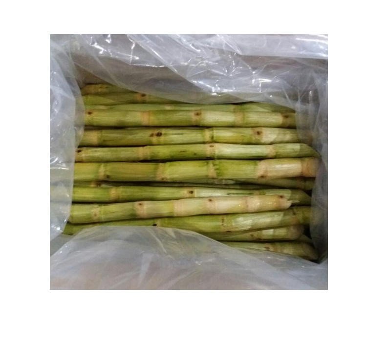 Vietnamese frozen sugar cane with competitive price