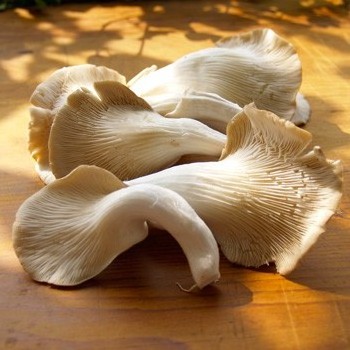 Wholesale Good Price High Quality Dried Abalone Mushroom Dried Oyster Mushroom from Vietnam