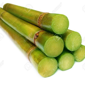 HIGH QUALITY FROZEN SUGAR CANE WITH THE BEST PRICE / WHATSAPP: +84 - 979558557