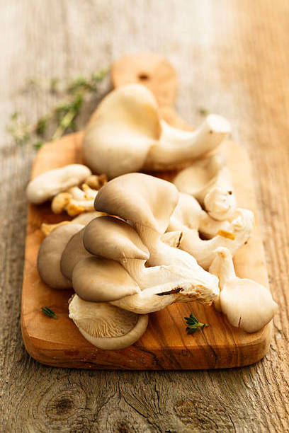 Wholesale Good Price High Quality Dried Abalone Mushroom Dried Oyster Mushroom from Vietnam