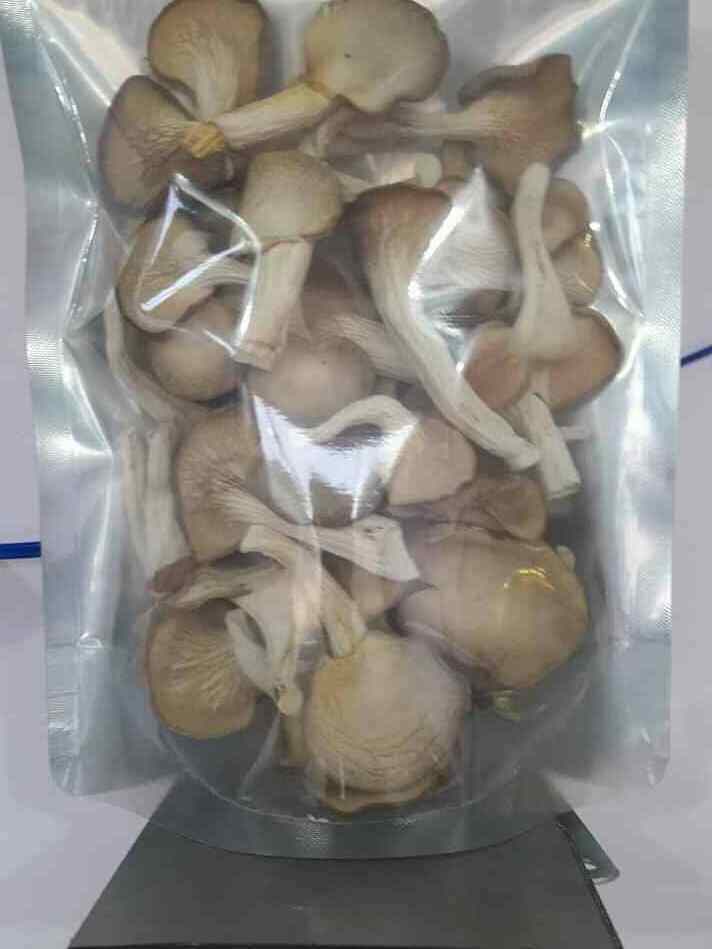 Supply High quality Dry Edible Abalone Mushroom Bulk with Competitive price From Vietnam