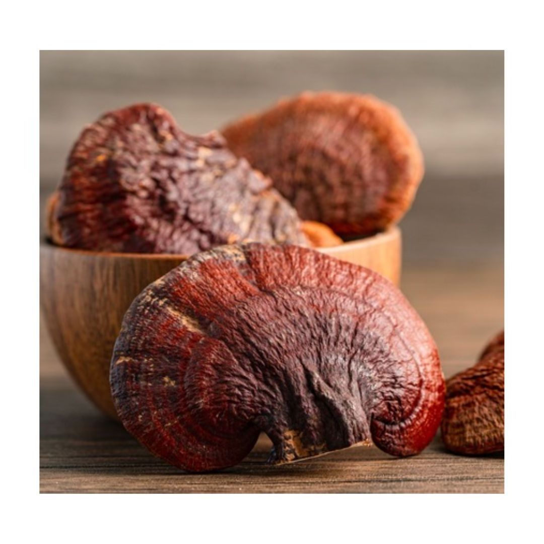 REISHI MUSHROOM - WHOLE MUSHROOM - BEST QUALITY VIETNAM - Ms. Esther (WhatsApp: +84 963590549)