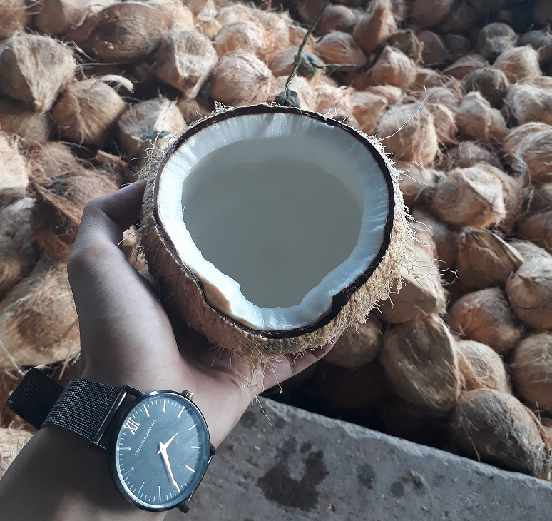 Brown Coconuts From Vietnam - Thick Coconut Meat || Ms. Esther (WhatsApp: +84 963590549)