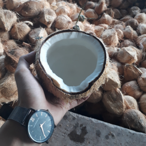 Brown Coconuts From Vietnam - Thick Coconut Meat || Ms. Esther (WhatsApp: +84 963590549)