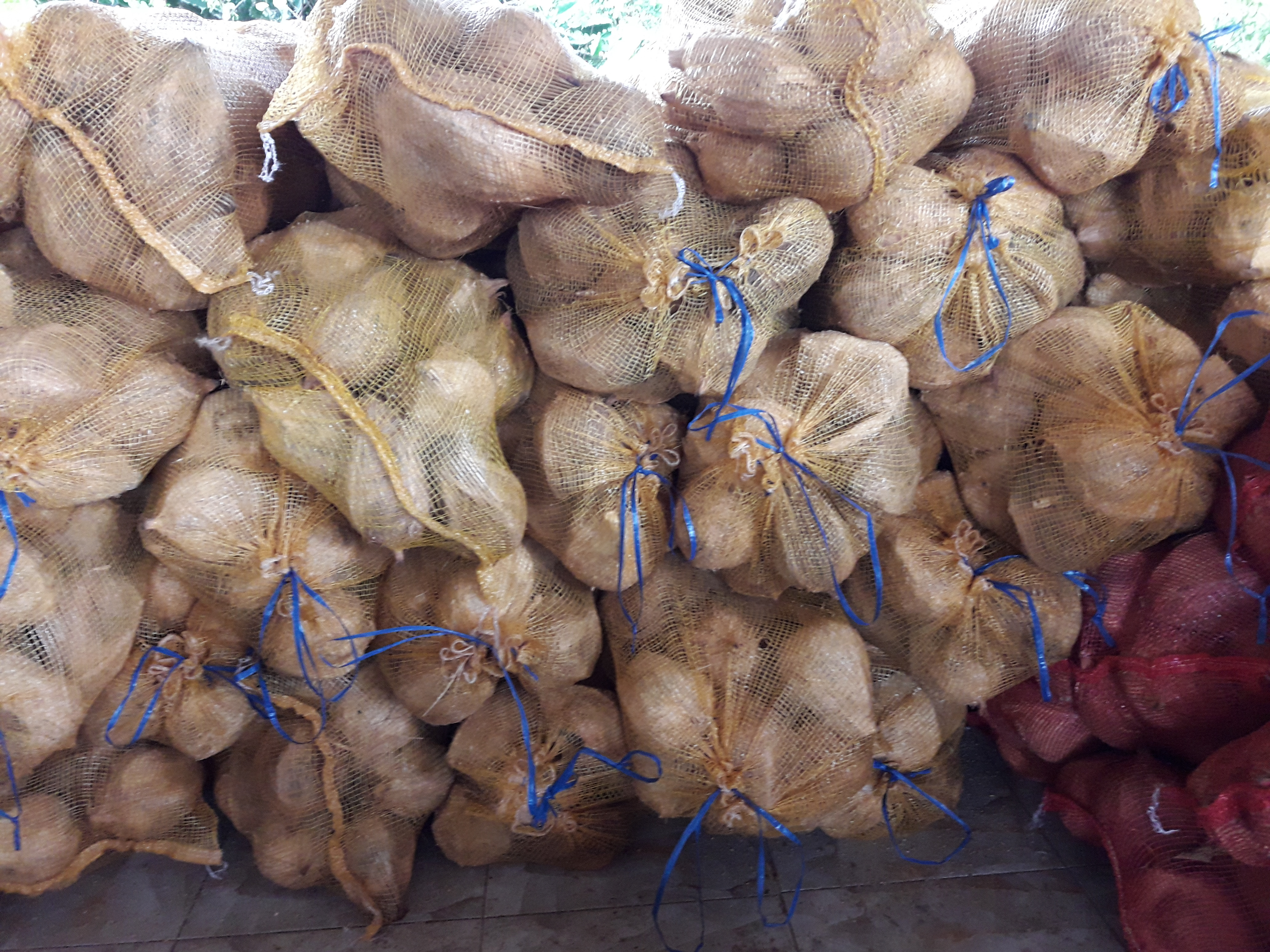 Brown Coconuts From Vietnam - Thick Coconut Meat || Ms. Esther (WhatsApp: +84 963590549)