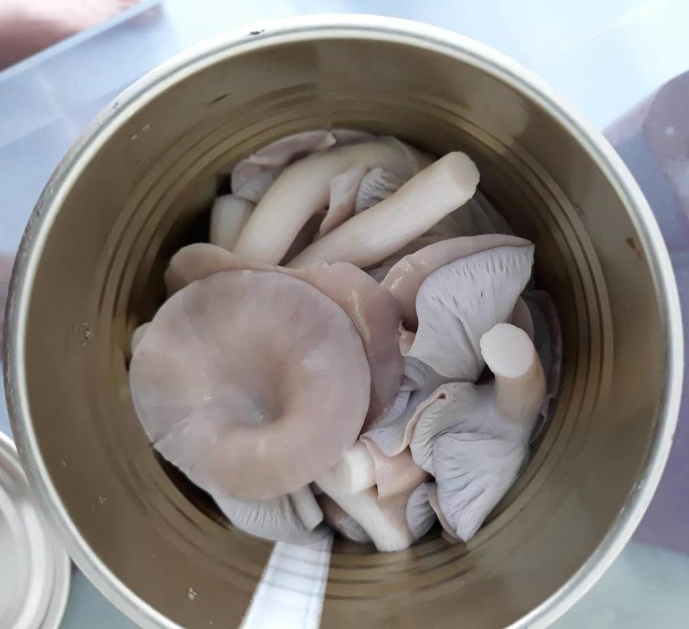 Factory Supply Canned Oyster/ Abalone Mushroom (pleurotus ostreatus) Product of Vietnam// Ms. Esther (WhatsApp: +84 963590549)