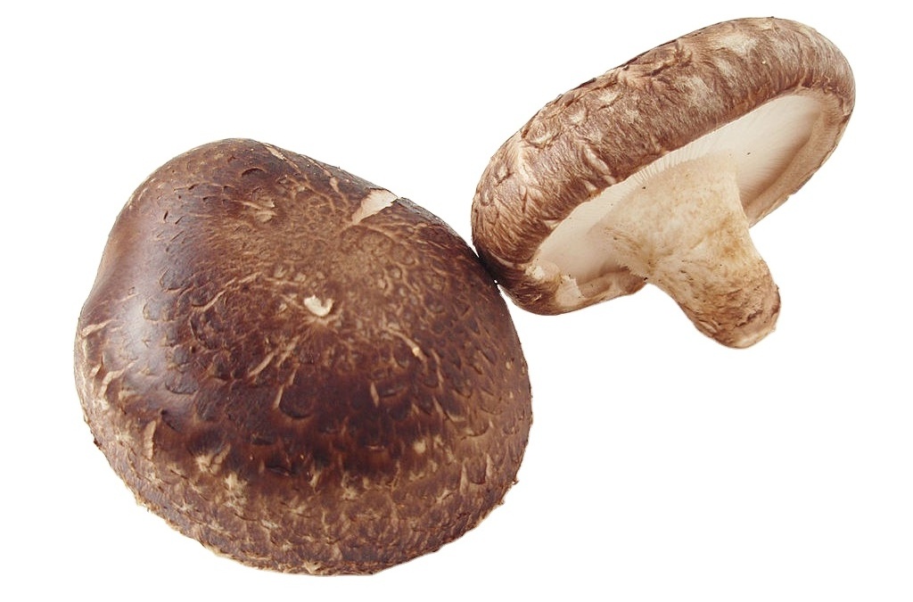 Organic Dried Shiitake Mushroom High Quality