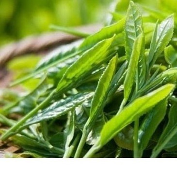 SHAN SNOW ORGANIC TEA/CHEAP_IN VIETNAM/whatsapp: +84-845-639-639