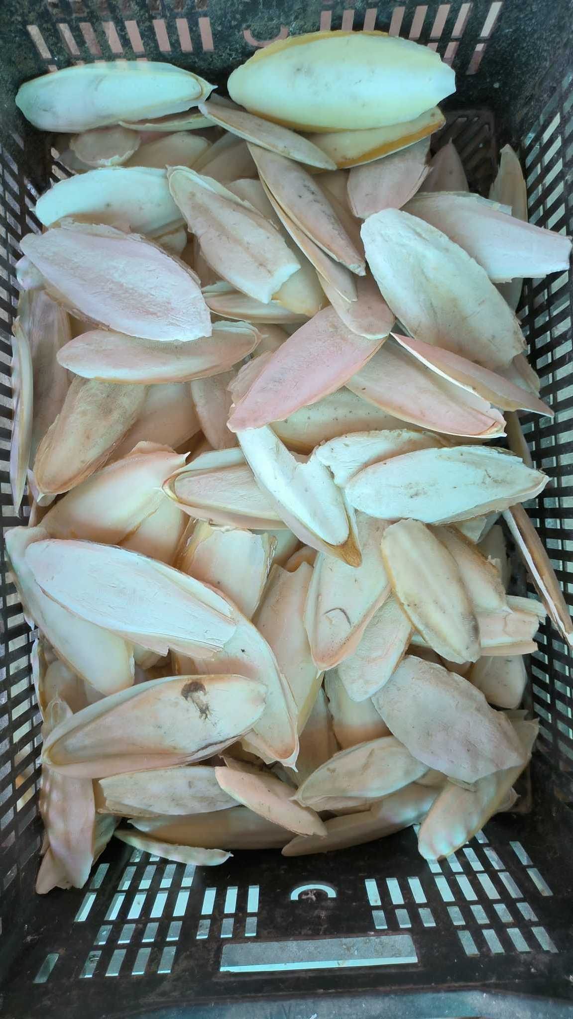 Natural 100% sun dried cuttle bone sale best grade squid cuttlefish bone for Birds Food - ANNA DO W.A+84 982153058