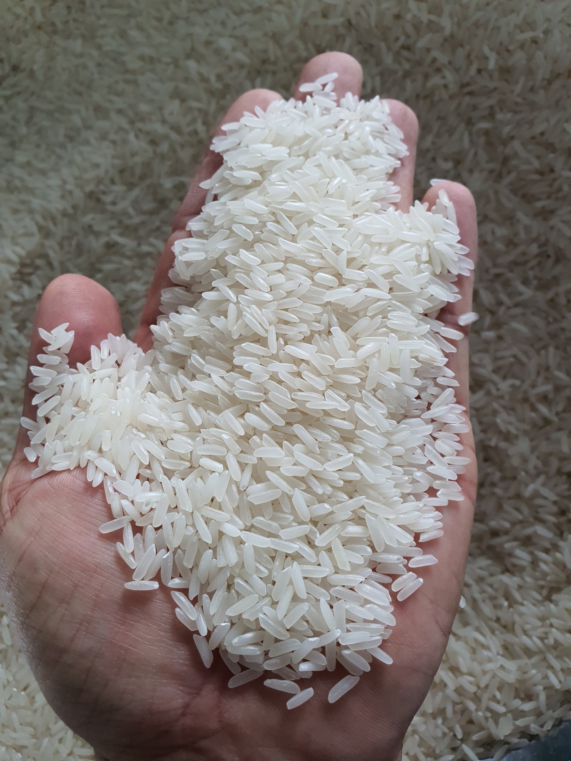 Vietnamese Long Grain White Rice 5% 10% 25% 100% Broken - 504 rice - IR64 raw rice - ANNA DO Whatsapp: +84982153058