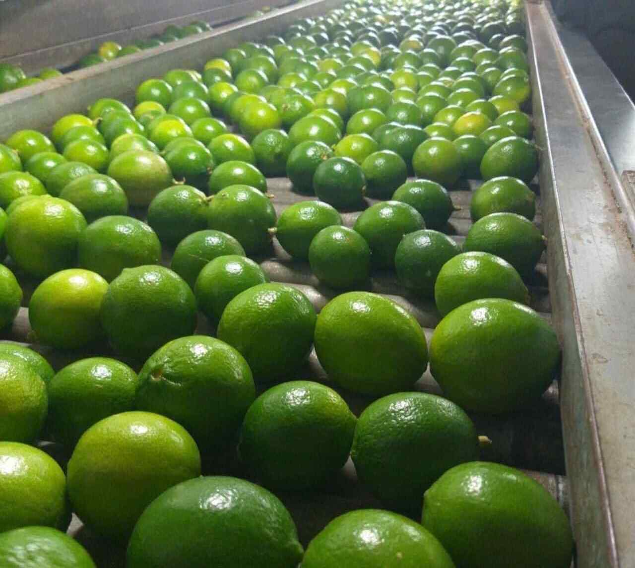 Natural Fresh Green Seedless Lime Premium quality Lemon from Vietnam with international standards and good for health - Anna Do