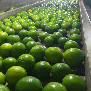 Natural Fresh Green Seedless Lime Premium quality Lemon from Vietnam with international standards and good for health - Anna Do