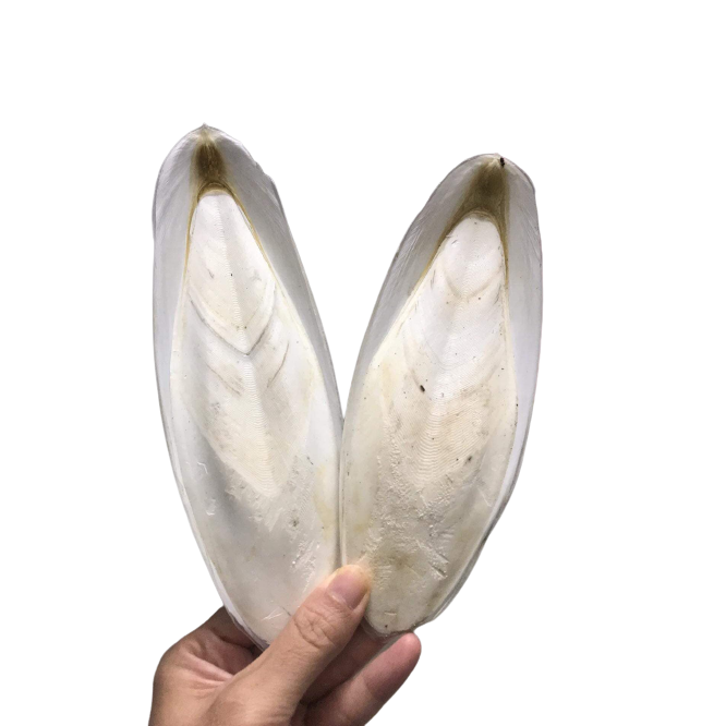 Natural 100% sun dried cuttle bone sale best grade squid cuttlefish bone for Birds Food - ANNA DO W.A+84 982153058