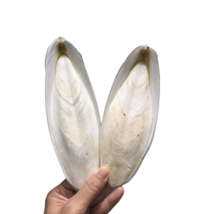 Natural 100% sun dried cuttle bone sale best grade squid cuttlefish bone for Birds Food - ANNA DO W.A+84 982153058