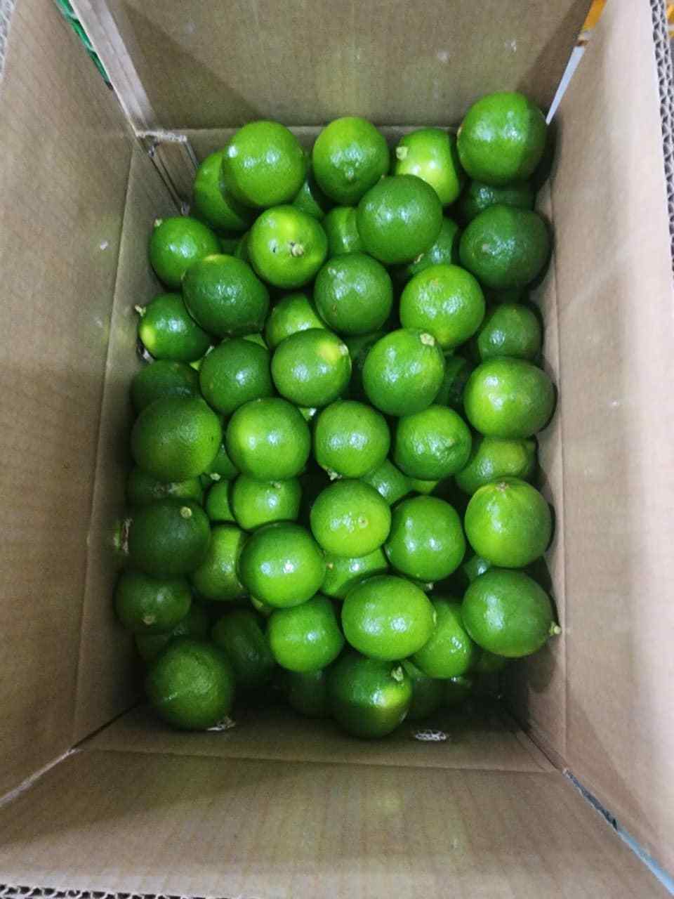 Fresh Seedless Lime Vietnam / Cheap Price FRESH SEEDLESS /Wholesale GREEN LEMON - ANNA DO W/A +84982153058