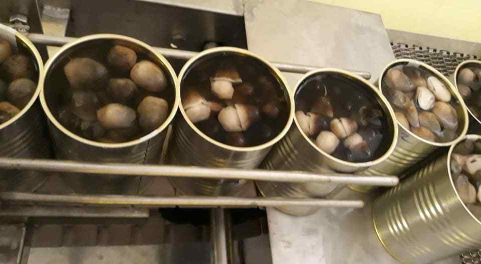 Hot Sale Best Quality Canned Mushroom Made In Viet Nam