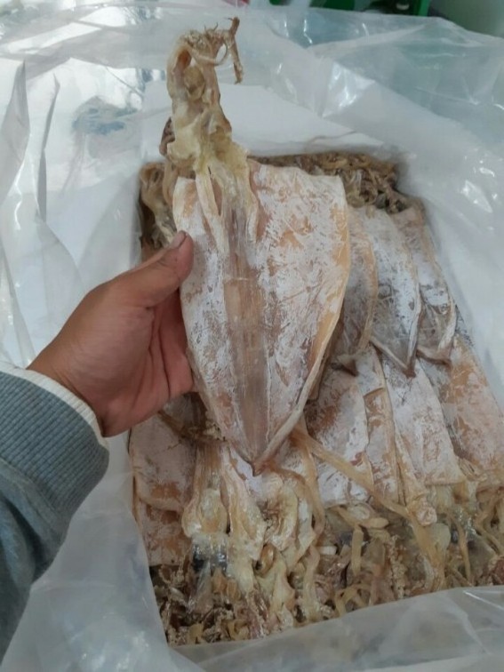 VIETNAM 100% NATURAL DRIED SQUID AT LOW PRICE- WHOLESALE SEAFOOD DRIED CUTTLEFISH FOR FOOD