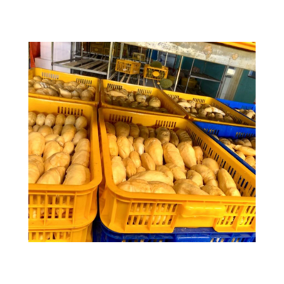 TOP PRODUCT  High Quality Frozen Durian with sweet taste of tropical fruits from Vietnam - Export Worldwide