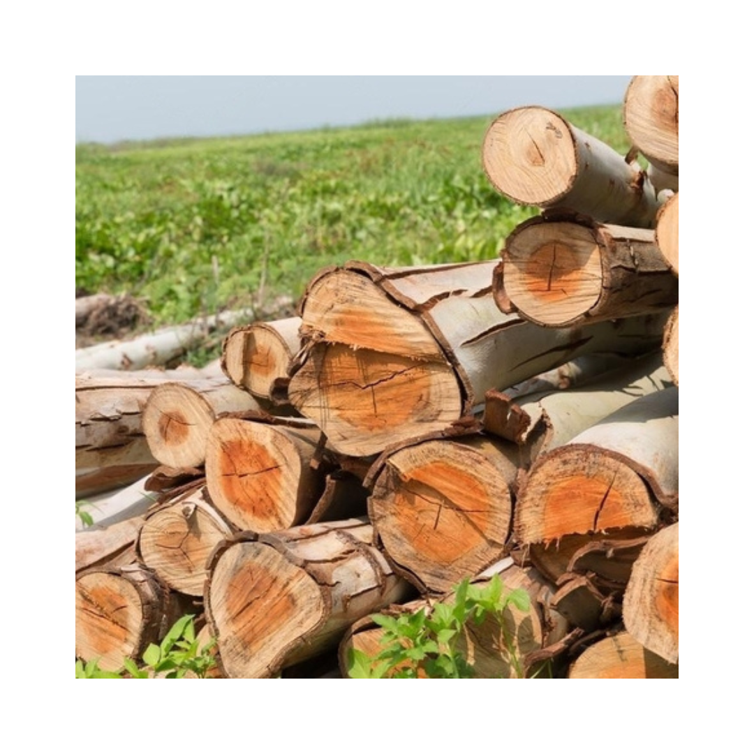 Viet Nam Eucalyptus Raw Wood Log For Fuel In Winter And Furniture Decoration Production High Quality