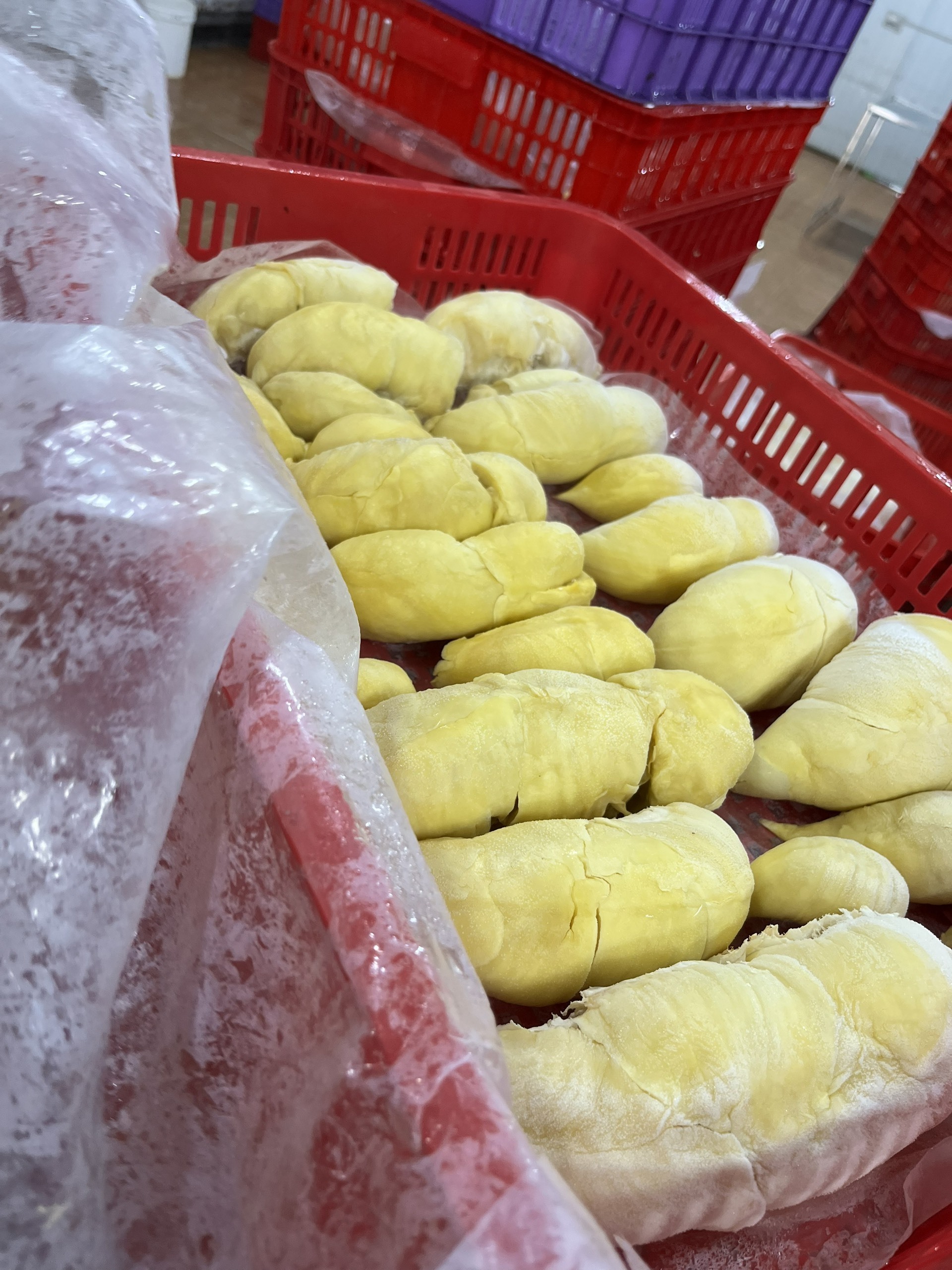 TOP PRODUCT  High Quality Frozen Durian with sweet taste of tropical fruits from Vietnam - Export Worldwide