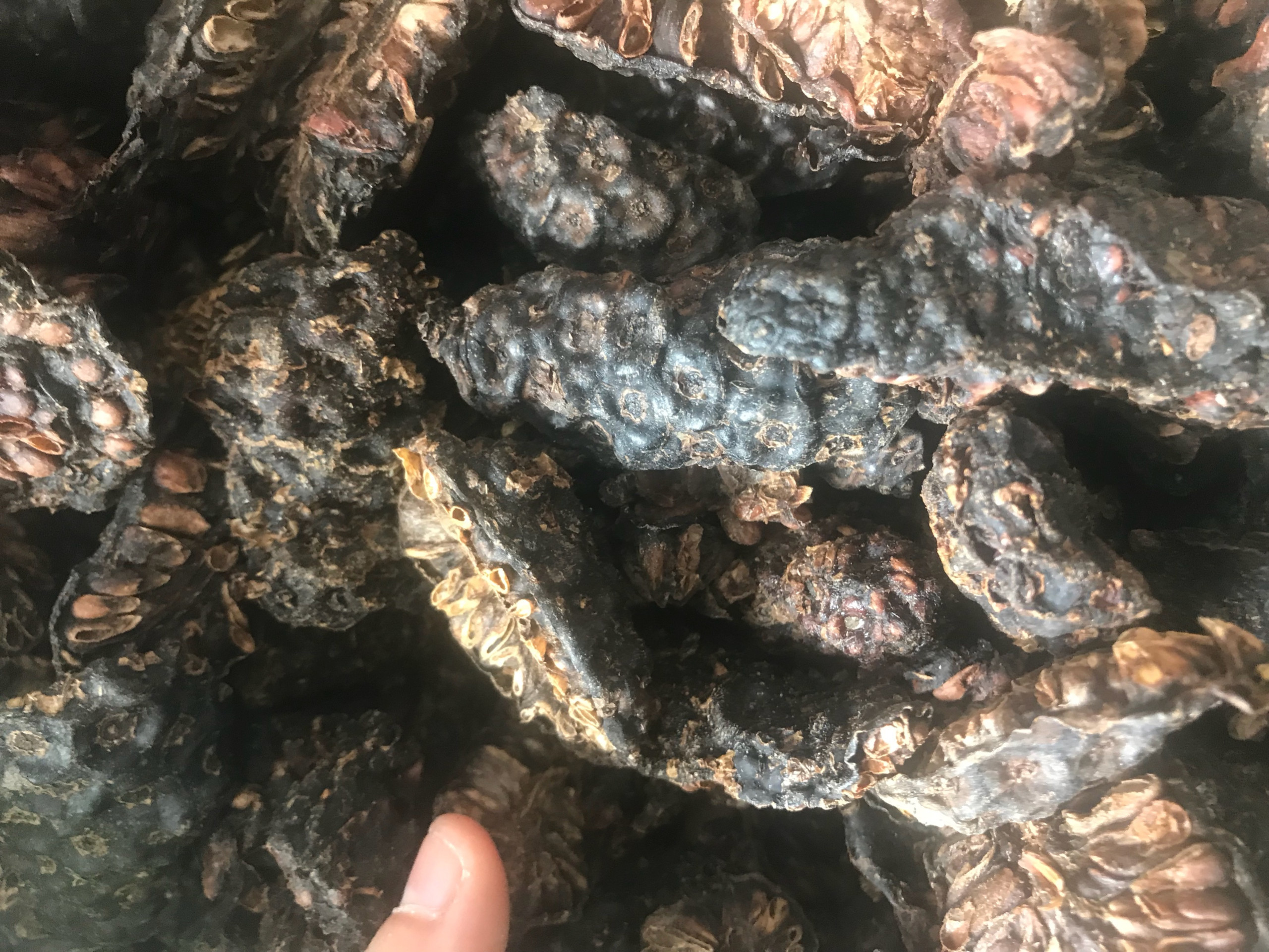 Best Selling 100% Natural High Quality Vietnam Dried Noni Fruit For Herbal Tea with Low Price