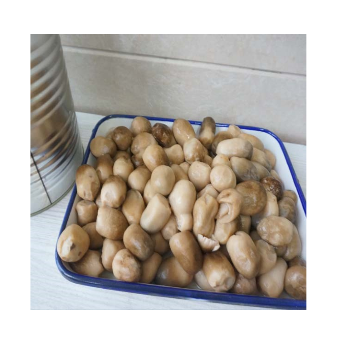 Top Quality And Good Price Canned Mushroom Delicious Export FRom Viet Nam