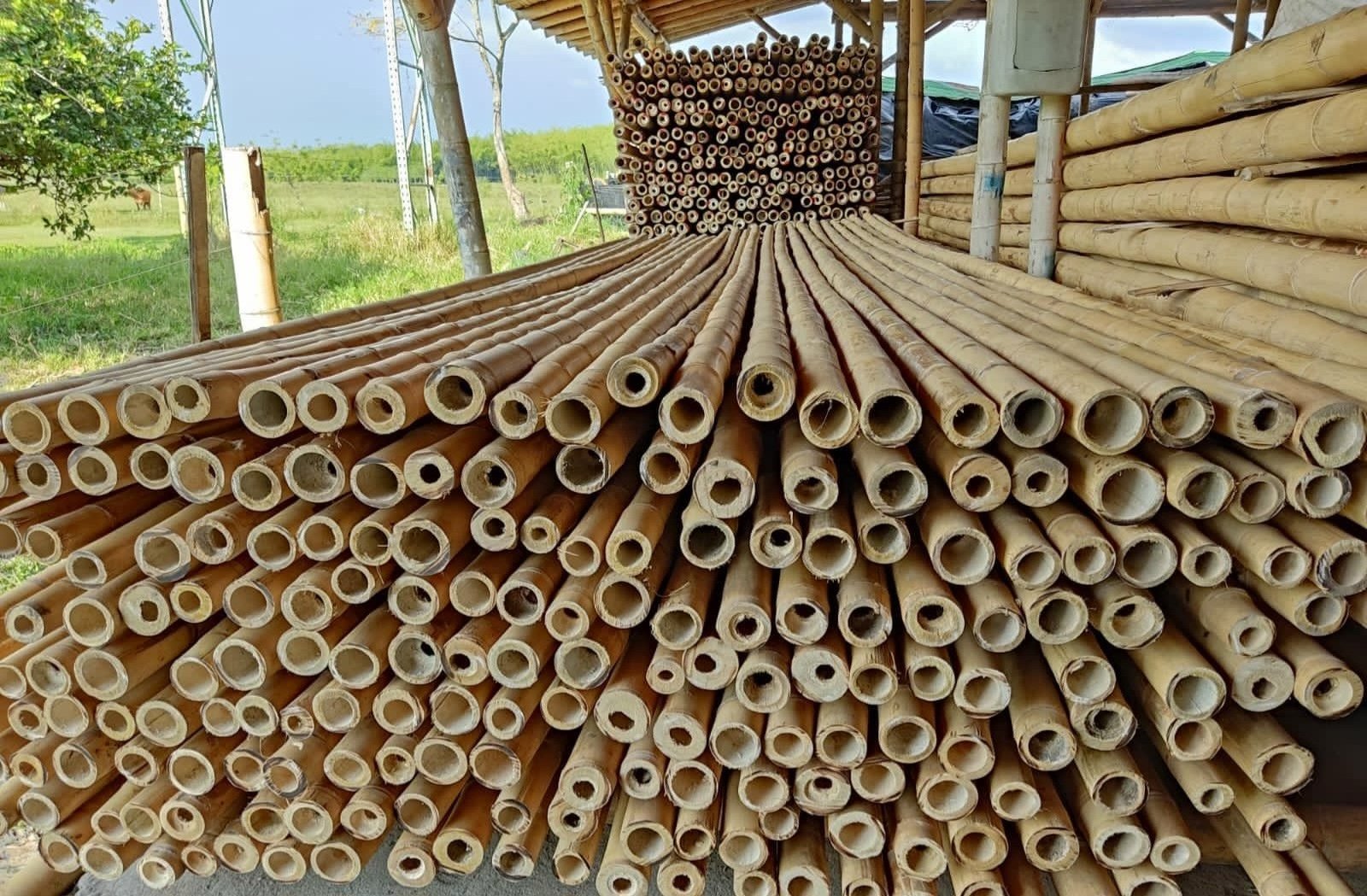 Eco Friendly Natural Straight Support Rod Bamboo Stakes Poles For Indoor Gardening Plant Supports