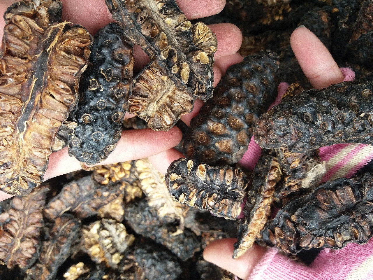 Wholesale Dried Noni Fruit 100% Natural Top Quality Originated from Vietnam with Low Price