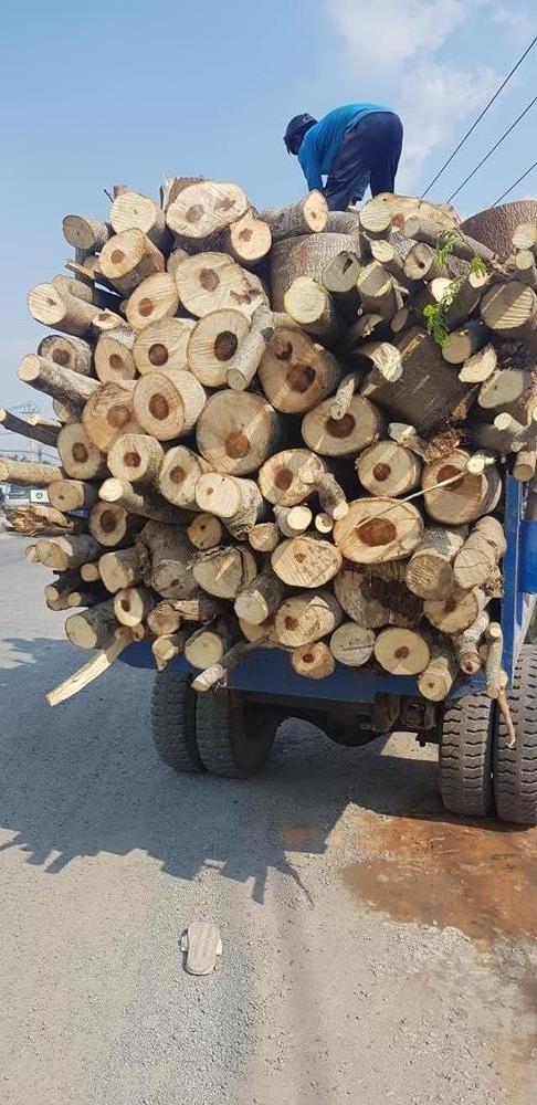 ACACIA LOGS/ Rubber Wood LOGS