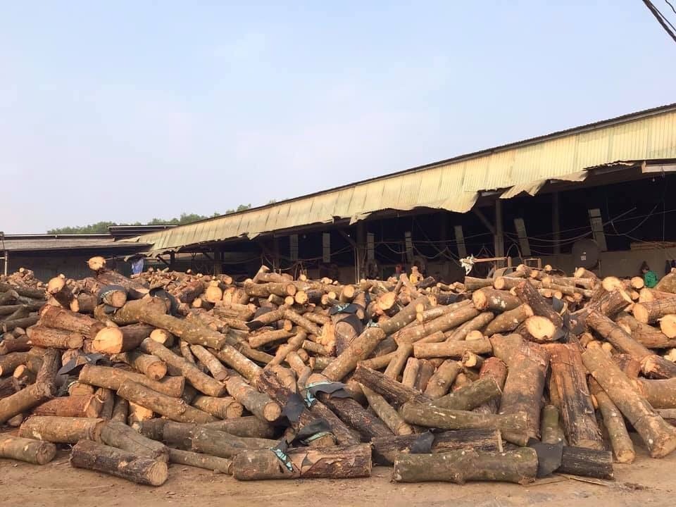 RUBBER WOOD - LOG/SAWN TIMBER/ LUMBER COMPETITIVE PRICE